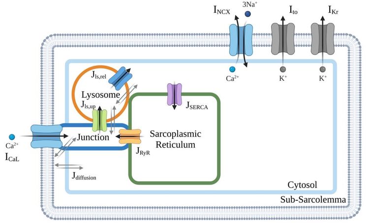 New paper on calcium signalling in cardiac cells